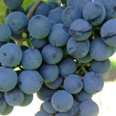 Allegro Beeren